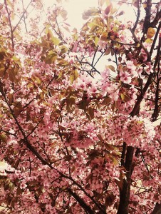 blomma, vintage, ljus, foto