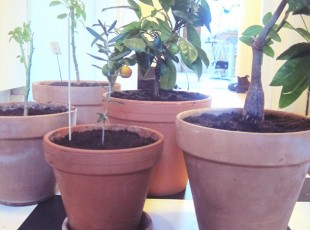 plantering